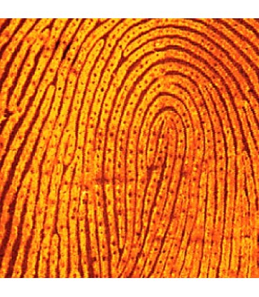 1,2-Indanedione Reagent (1 g)